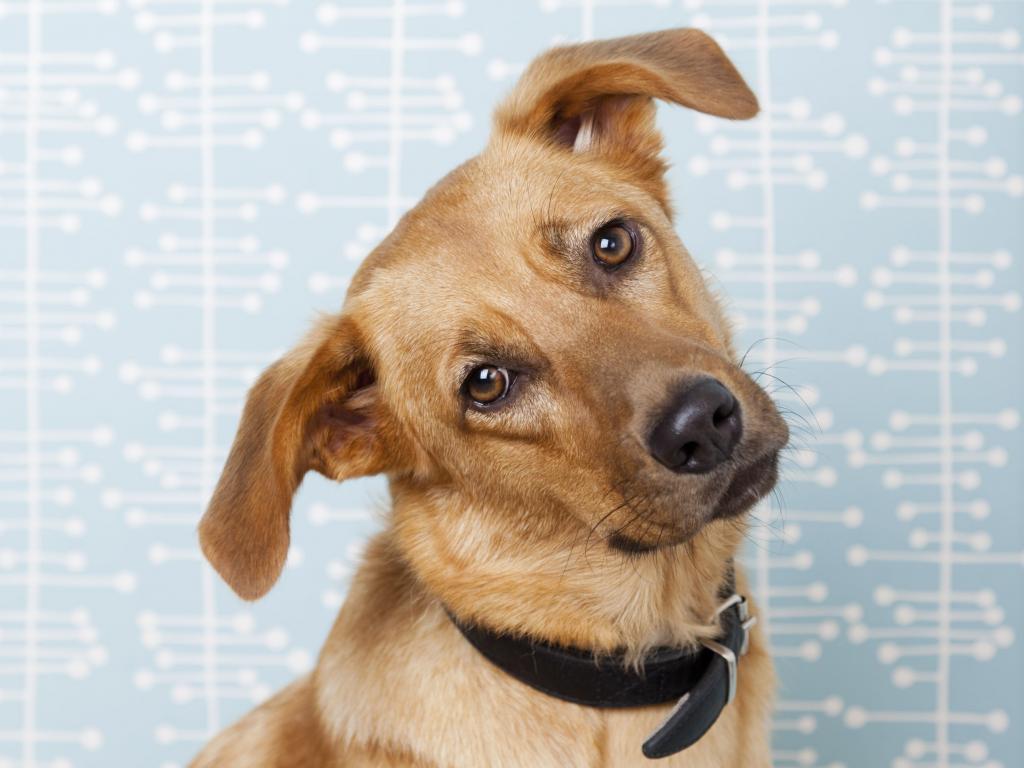 Это Именно То, Что На Самом Деле Означает Поведение Вашей Собаки