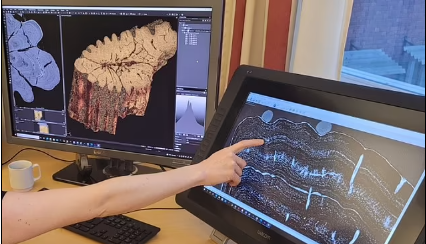 Астероид, уничтоживший динозавров 66 миллионов лет назад, обрушился на Землю весной, подтверждает анализ окаменелостей