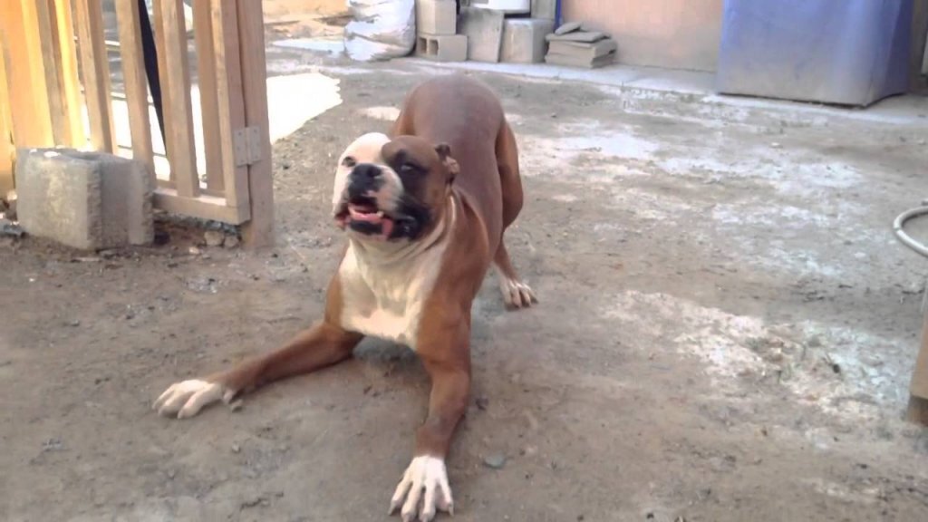 Это Именно То, Что На Самом Деле Означает Поведение Вашей Собаки