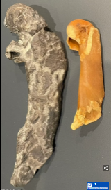 Вот это большая птица!