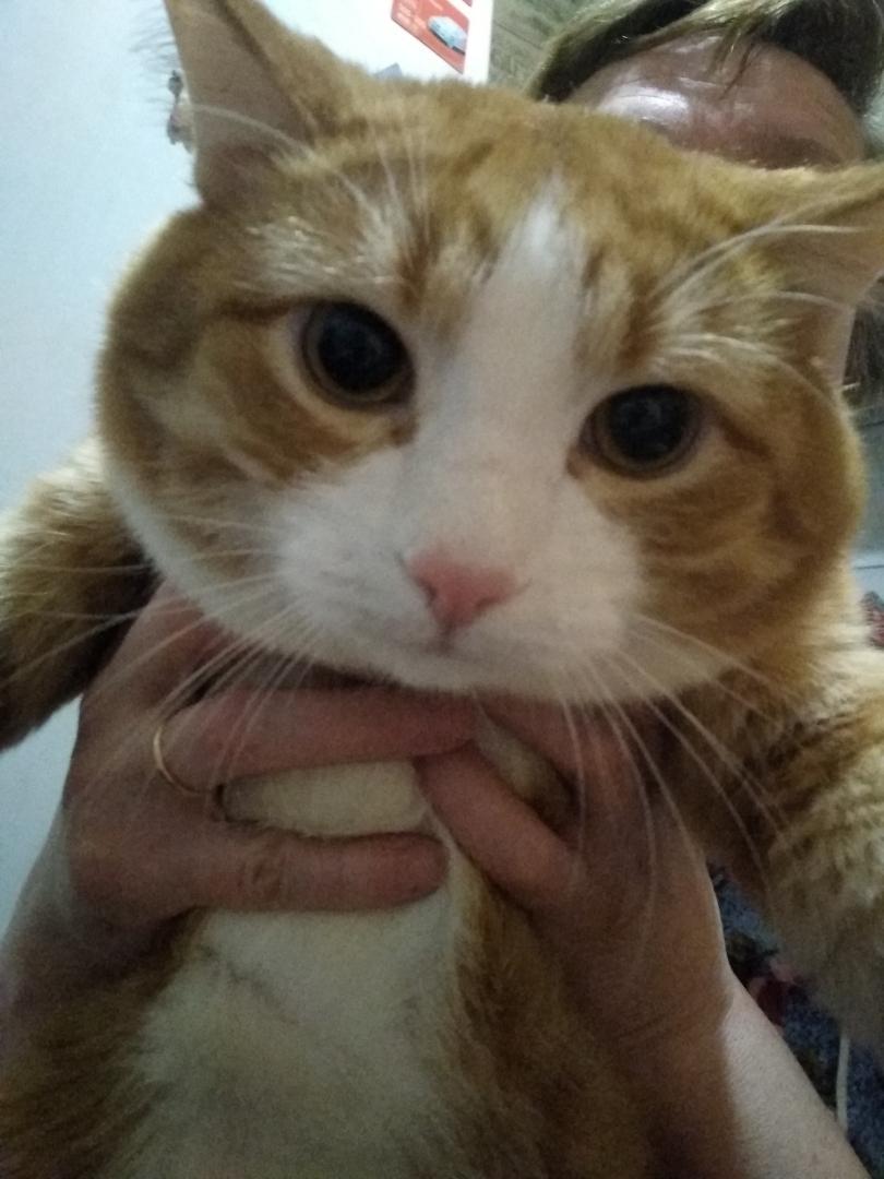 Супер кот по кличке Итальяша, приключения!