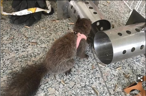 Полиция в Китае обучила шесть белок обнаруживать наркотики.