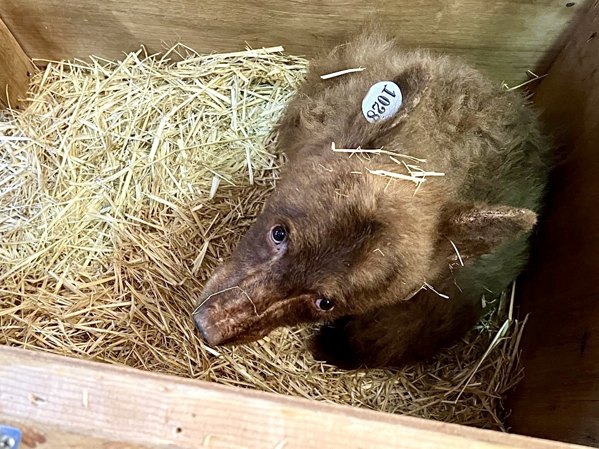 На озере Тахо потерялся 13 месячный медведь