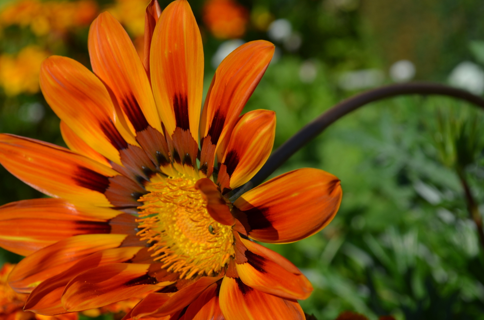 Мир ФОТО. Макросъёмка для начинающих