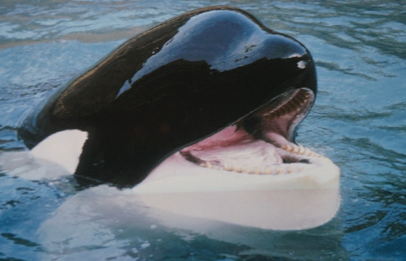 Реальная история косатки из фильма "Освободите Вилли" он был болен на протяжении всего фильма!