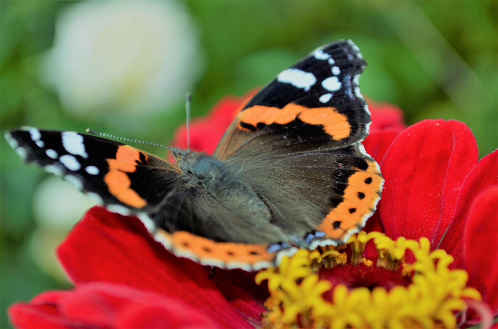 Мир ФОТО. Макросъёмка для начинающих