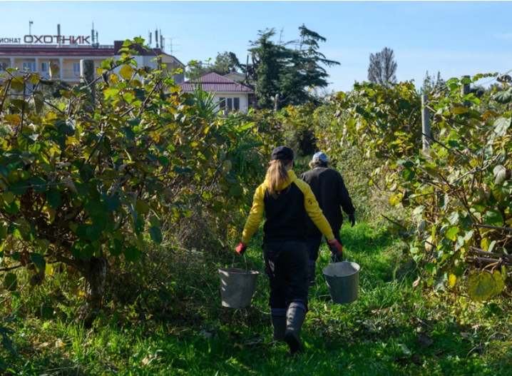 Как Сочи превратился из зелёного города, обеспечивающего себя уникальными продуктами, в агломерацию, живущую на привозных товарах