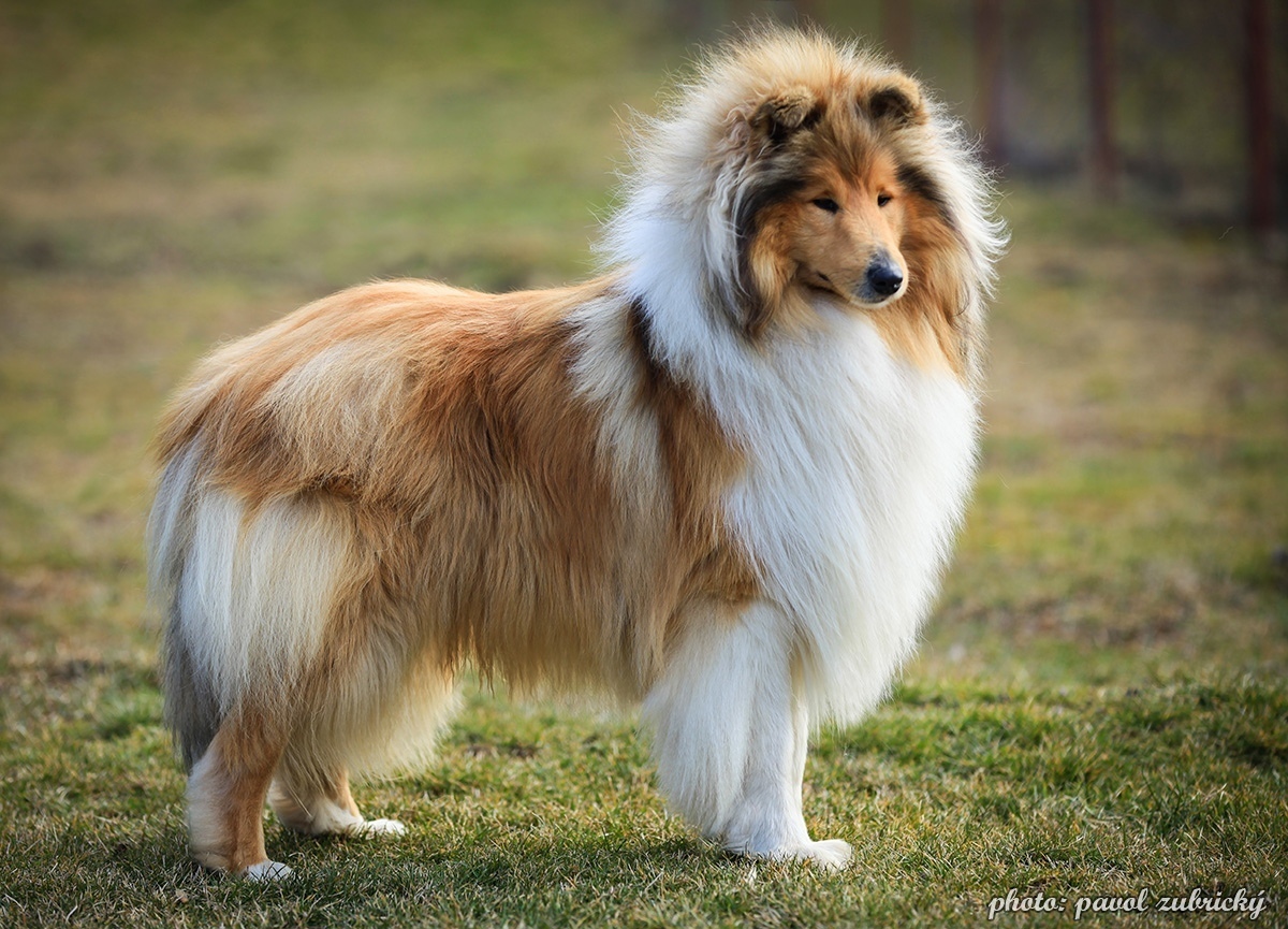 10 лучших пород собак для семей с детьми