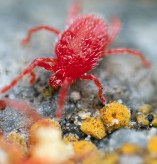 Клещ и красный пигмент