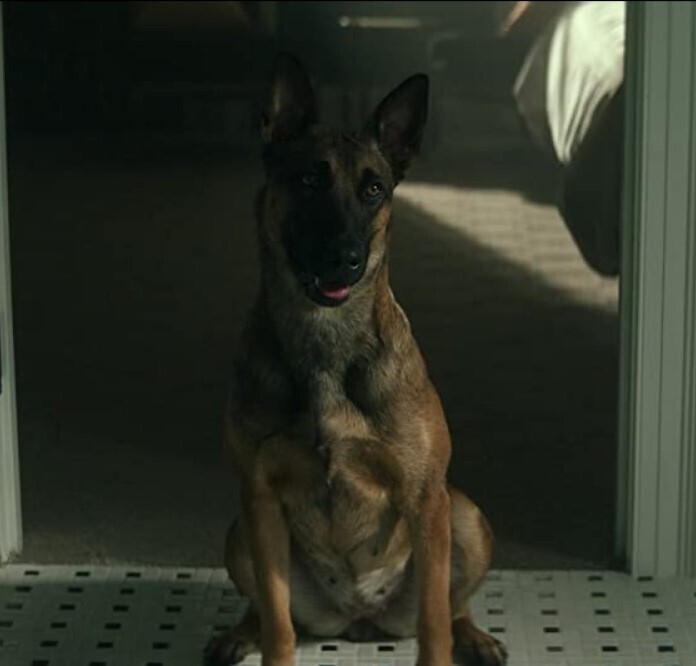 Этого пса велели усыпить, потому что его хозяин умер.