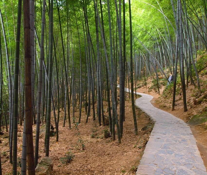 Долина черного бамбука - паранормальные и загадочные исчезновения людей.