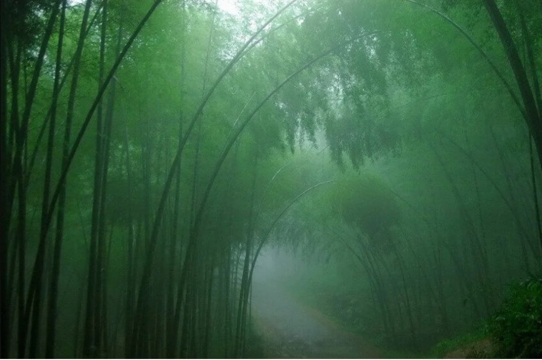 Долина черного бамбука - паранормальные и загадочные исчезновения людей.