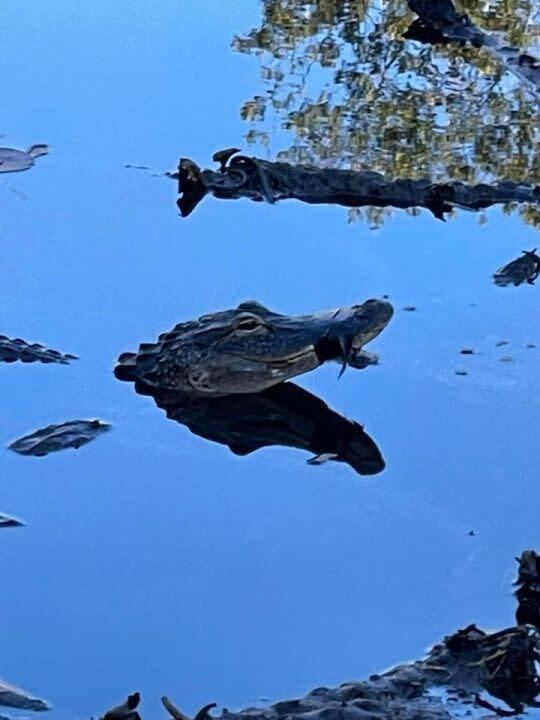 Рот аллигатора заклеен скотчем с декабря,как выживает рептилия?