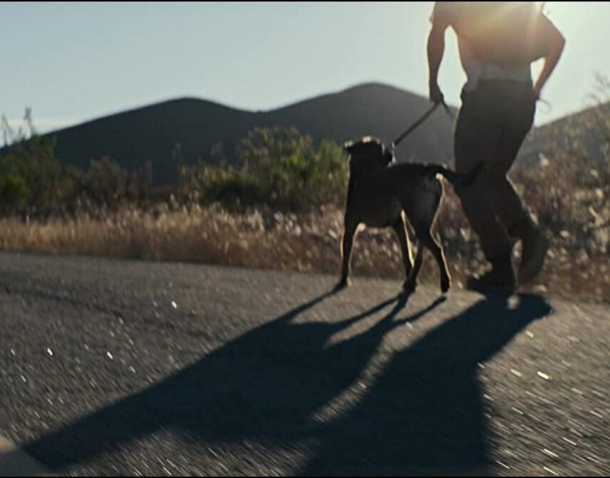 Этого пса велели усыпить, потому что его хозяин умер.