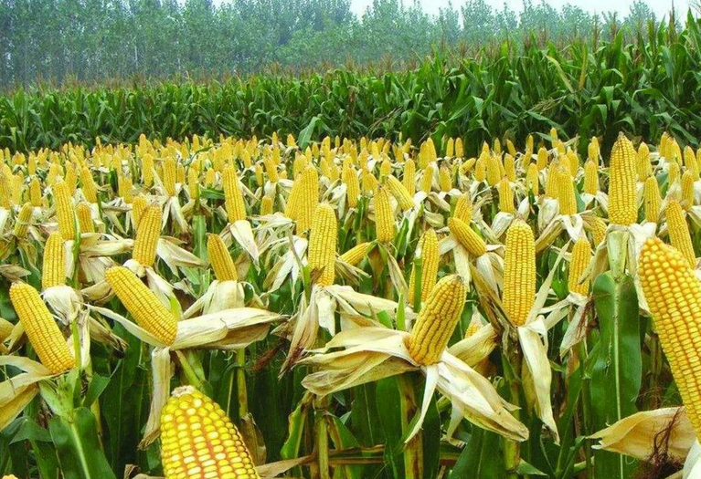 Китай запускает посевы ГМО-кукурузы, начиная с малого