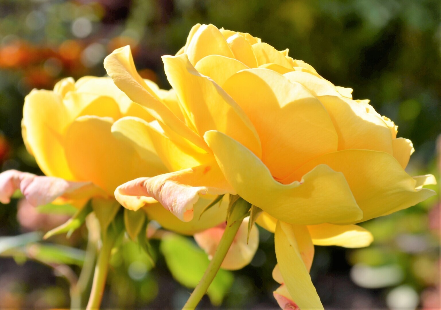 Мир ФОТО. Макросъёмка для начинающих