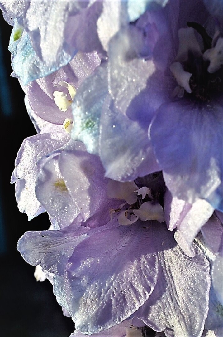 Мир ФОТО. Макросъёмка для начинающих