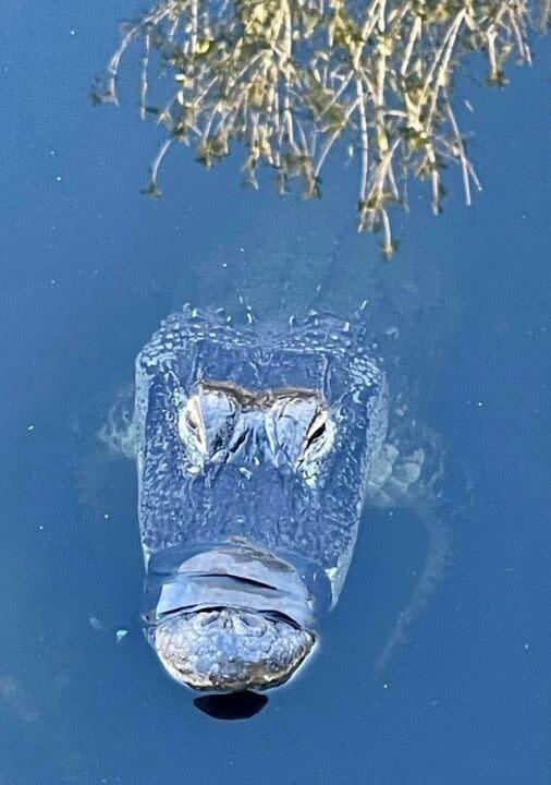 Рот аллигатора заклеен скотчем с декабря,как выживает рептилия?