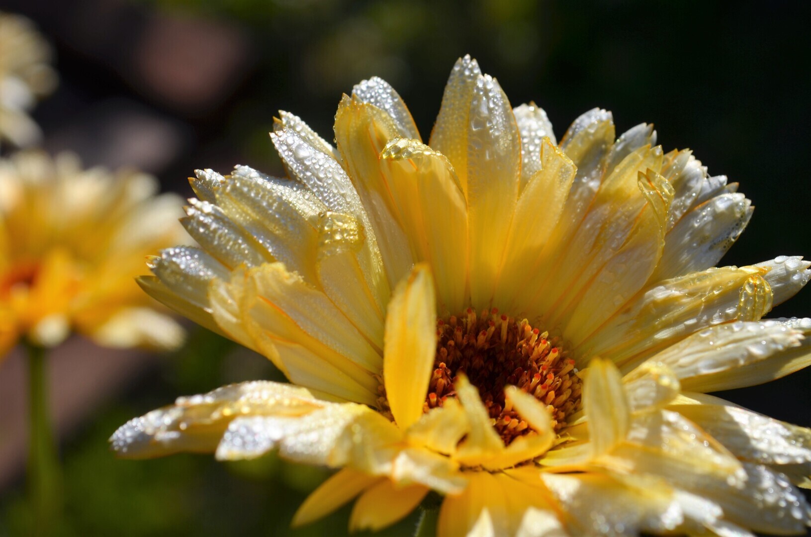 Мир ФОТО. Макросъёмка для начинающих