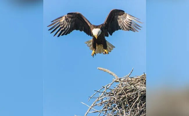 Ученые превращают мертвых птиц в беспилотники, которые могут шпионить за людьми