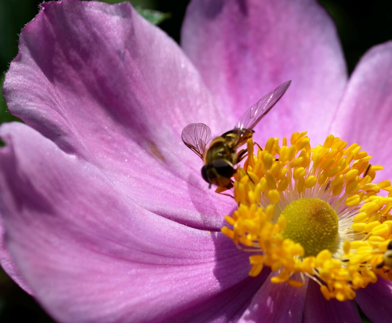 Мир ФОТО. Макросъёмка для начинающих