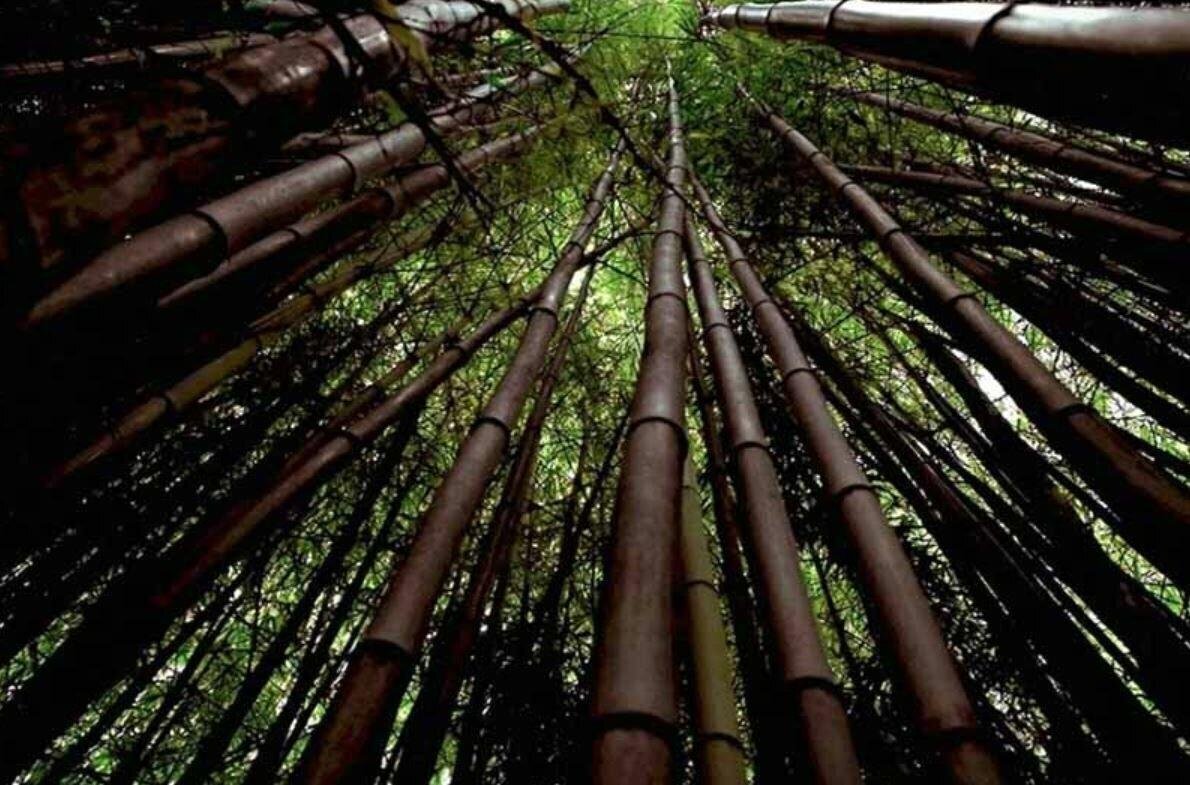 Долина черного бамбука - паранормальные и загадочные исчезновения людей.