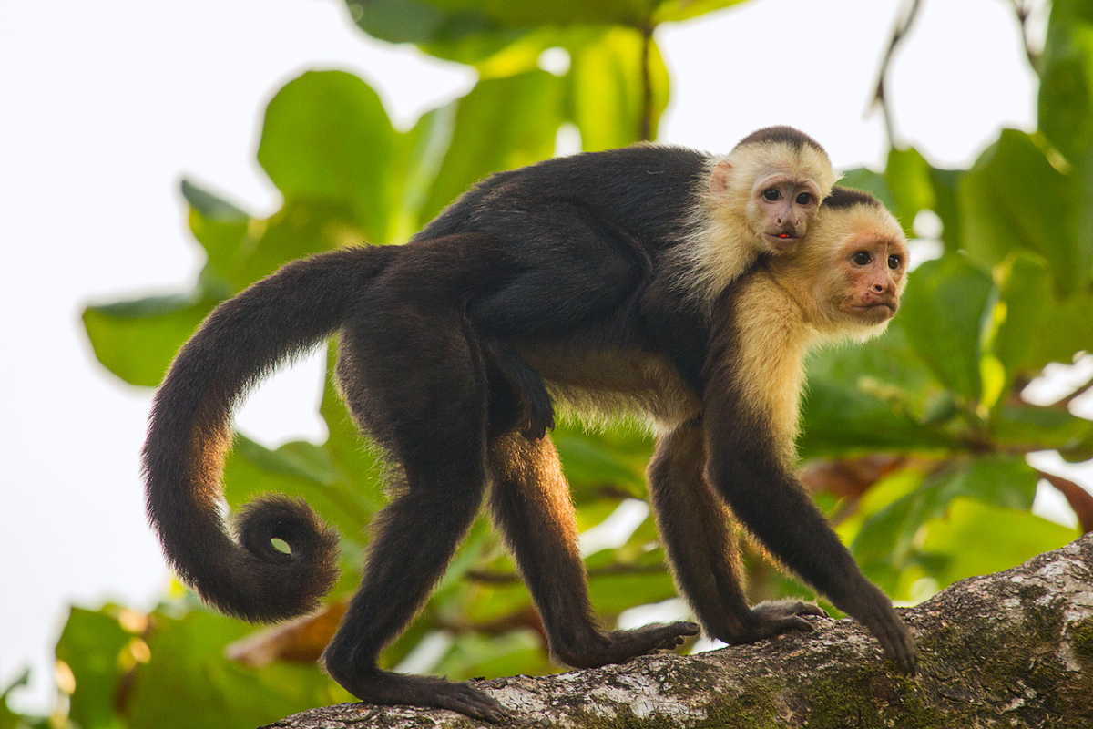 5 фактов о капуцинах!