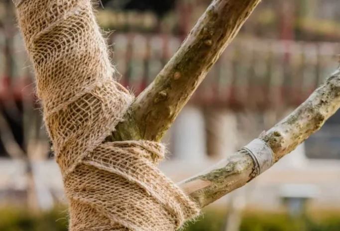 7 способов защитить ваши растения от внезапного заморозка