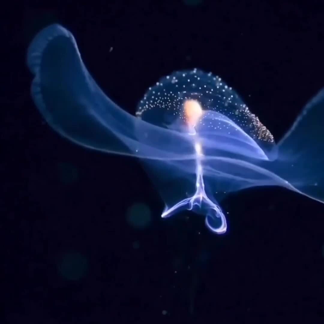 Удивительный представитель 🔮 | Рыбы | Козлова Екатерина Викторовна, 17 ...