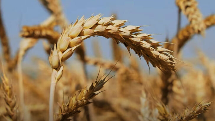 Любовь и бережное отношение к земле уходят, сегодня деньги – главный идол существования