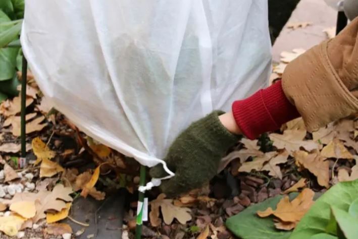 7 способов защитить ваши растения от внезапного заморозка