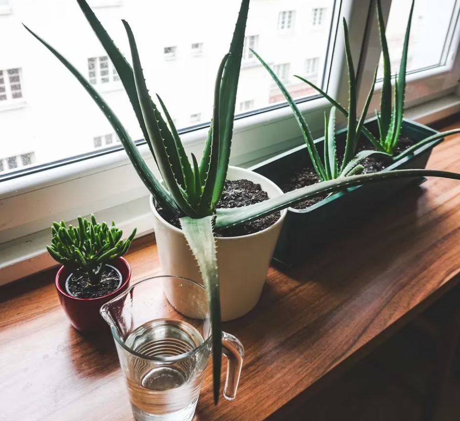 Преимущества выращивания растения алоэ вера в домашних условиях