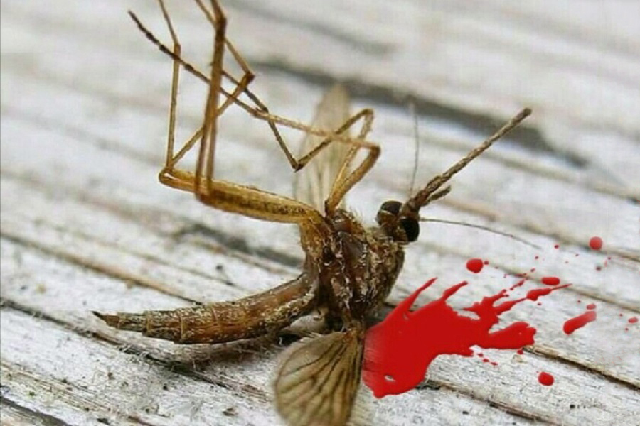 Этическая дилемма: должны ли мы избавиться от комаров?