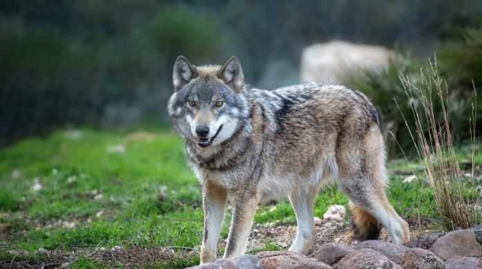 Встреча с волком в лесу. Что делать?