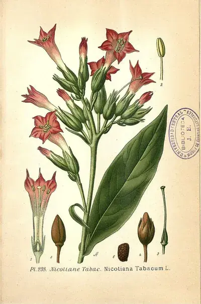 Как никотин получил свое название?