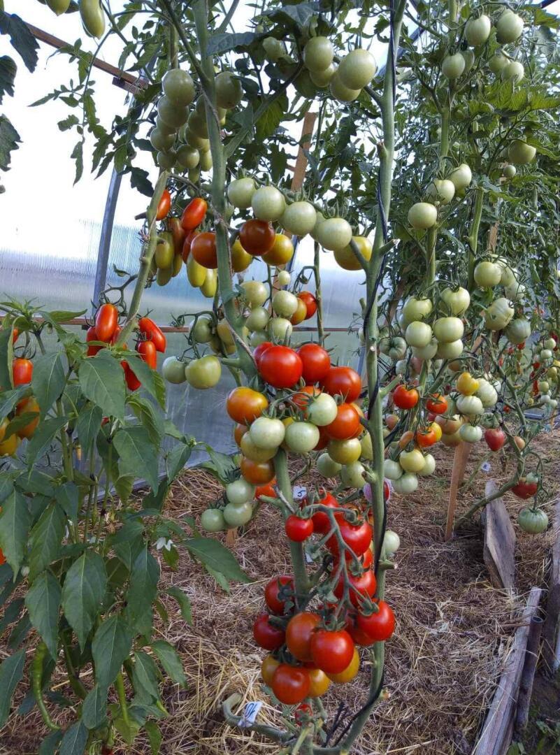 Рейтинг самых урожайных помидор