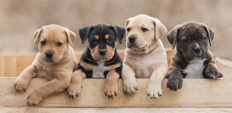 Как хорошо быть другом человека: все, что нужно знать о собаках