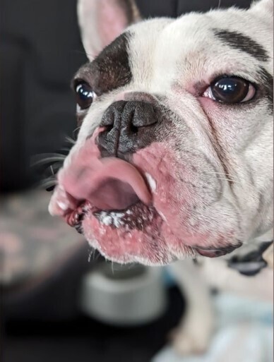 Пес «огнедышащий демон» Ральфи вернулся в приют на Ниагаре