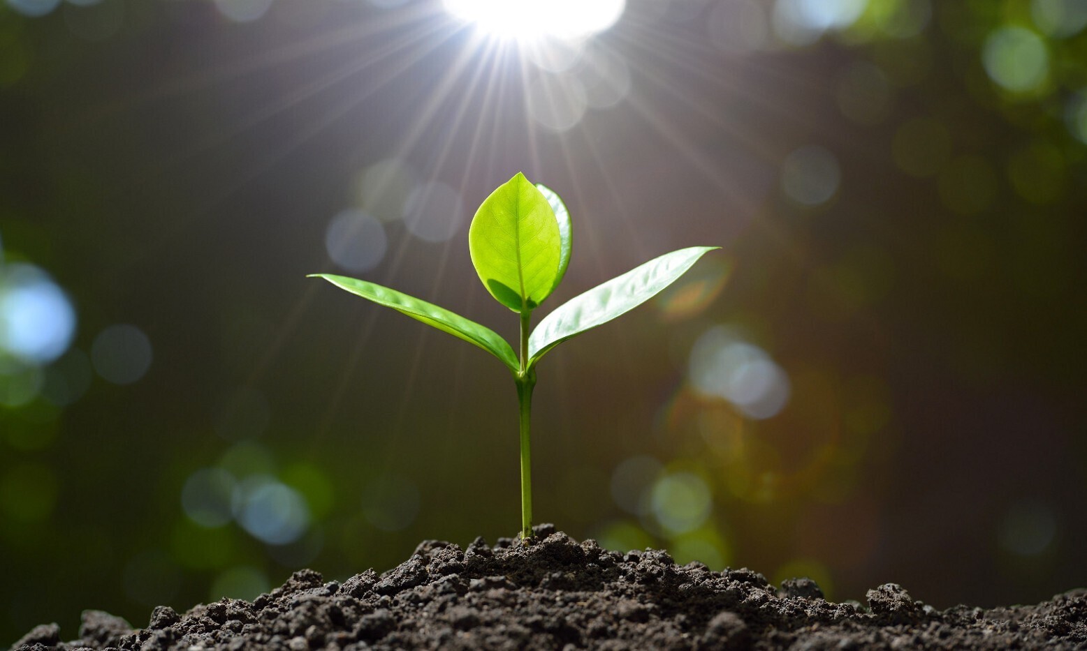 Тоннель судьбы. Лелька.4.