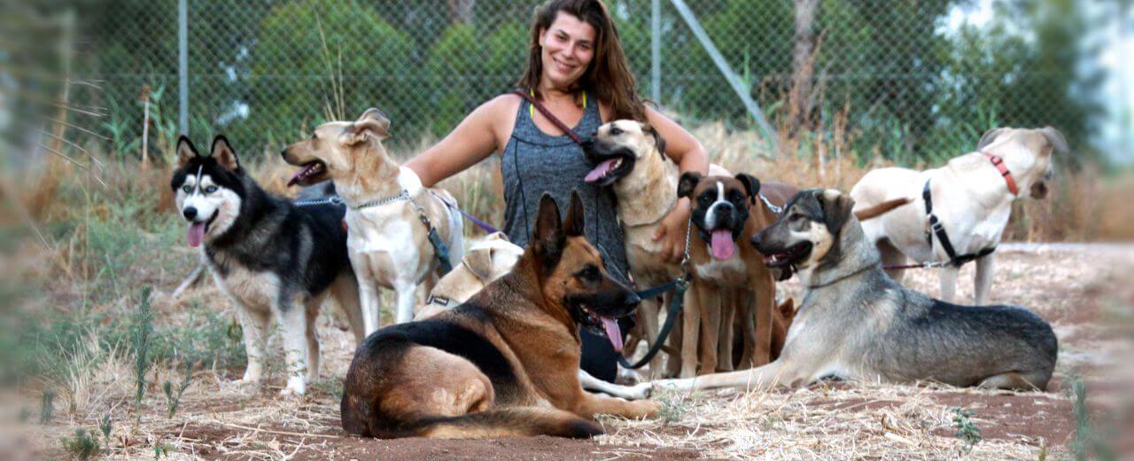 Как хорошо быть другом человека: все, что нужно знать о собаках