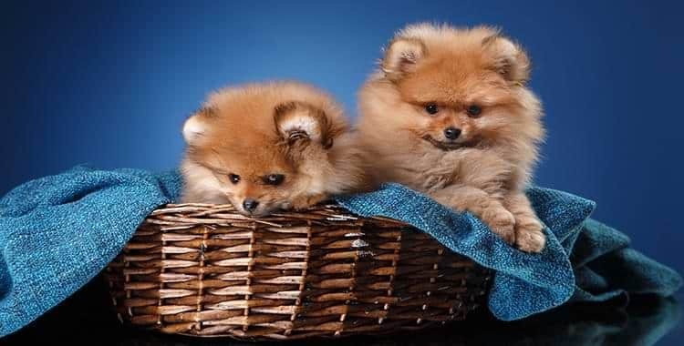 Как хорошо быть другом человека: все, что нужно знать о собаках