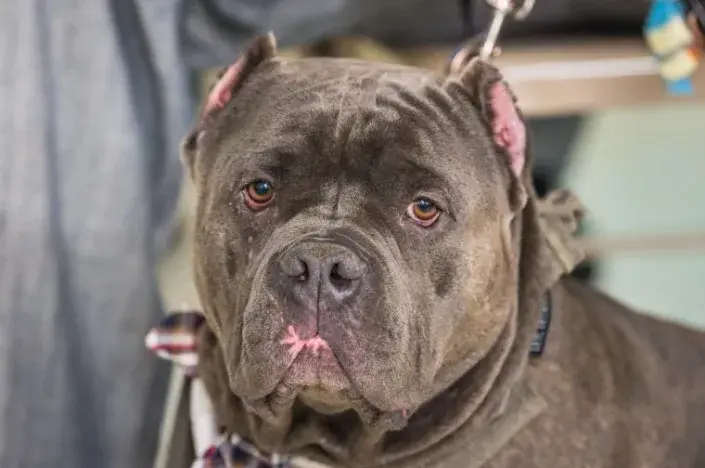 Брошенная смесь для питбулей, найденная в закрытой будке, была принята спасателем из Оклахомы