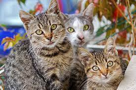 Кошки: чудесные существа, которые вдохновляют и развлекают нас