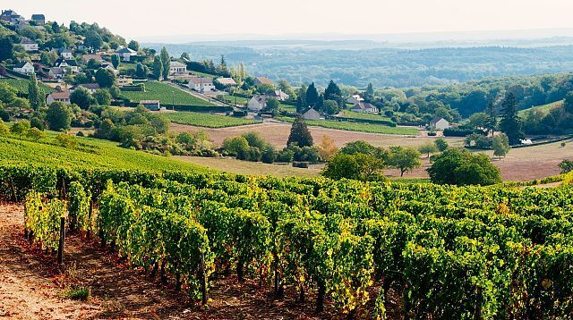 Почему виноделы Франции хотят уничтожить свои виноградники?