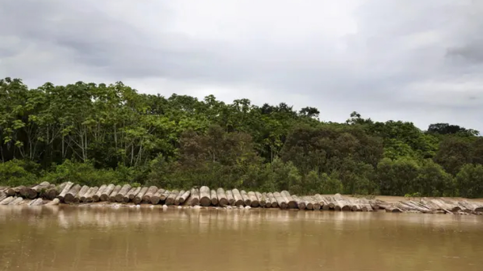 Перуанские лесорубы получили 28 лет тюрьмы за убийство четырех лидеров коренных народов