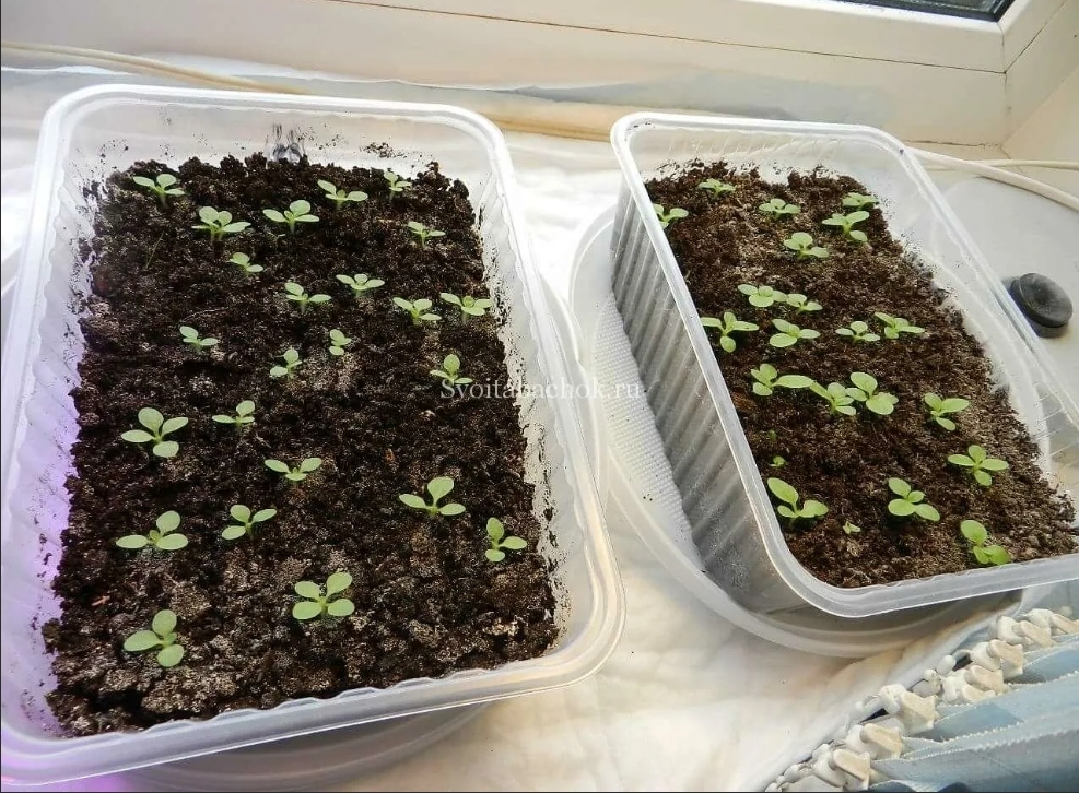 Каждый курильщик тратит в среднем 100000 рублей в год,покупая сигареты,есть альтернатива для дачников...