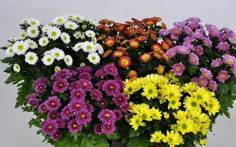 Интересная история мам.