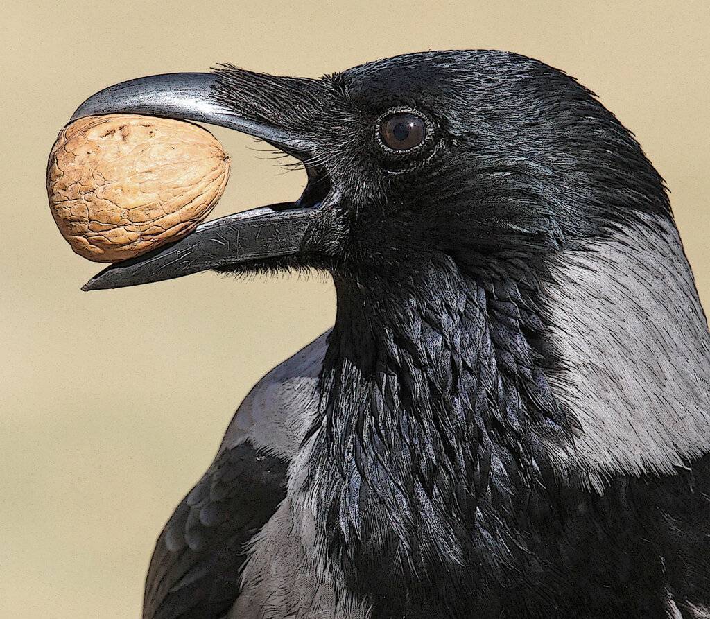 Не делай зла, прилетит ответка или не принимай вежливость за слабость.