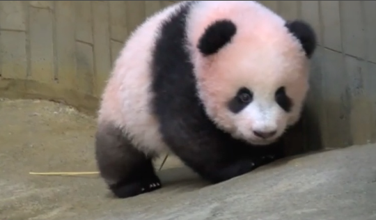 Все выстроились в очередь за Сян Сяном: самая любимая панда Японии отправляется в Китай