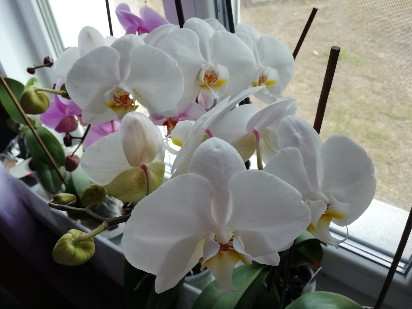 Их всего лишь нужно наказать! Как заставить цвести Орхидеи (Фаленопсисы).